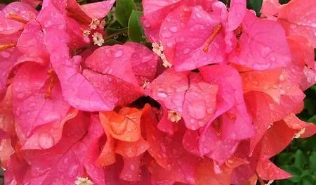 基拉尼美景住宿加早餐旅馆 3* 基拉尼