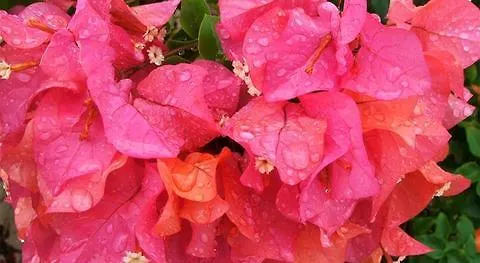 View House 3* Кілларні